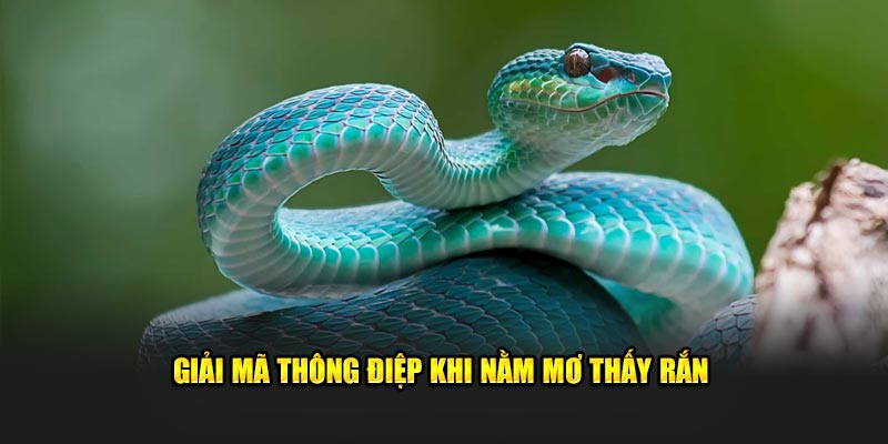  Giải mã thông điệp khi nằm mơ thấy rắn