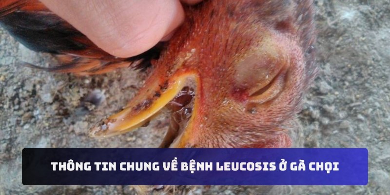 Thông tin chung về bệnh Leucosis ở gà chọi